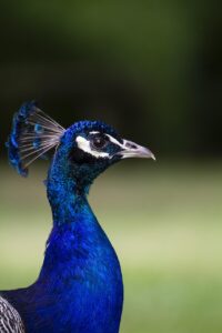 レディースウィッグで自然に見えるおすすめスタイルは？