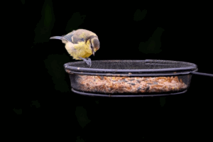 レディースウィッグを使って目立たないスタイルにする方法は？