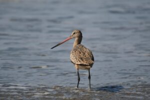 レディースウィッグの選び方で失敗しないためのポイントは？