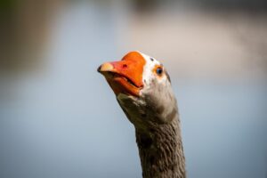 傾斜地でのショットの打ち方をマスターするには？