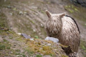前髪ウィッグを使った時の違和感を解消する方法は？