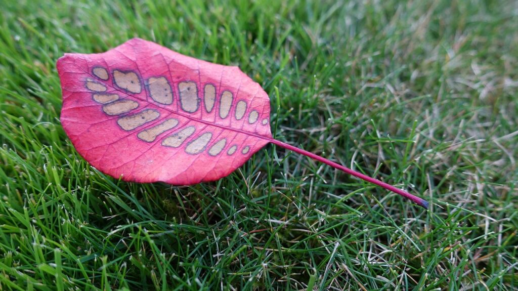 薄毛ウィッグの人気ランキングでおすすめの商品は？