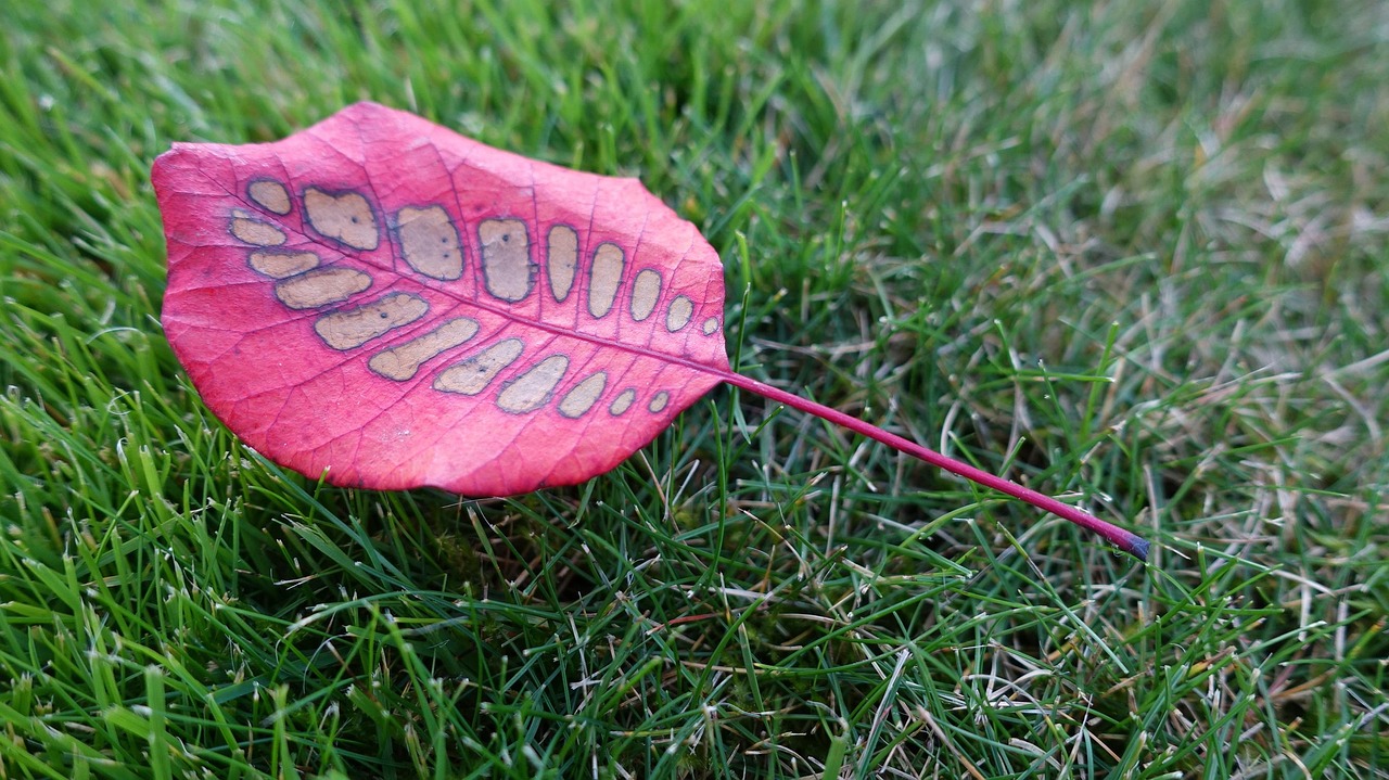 薄毛ウィッグの価格比較でお得な選び方は？