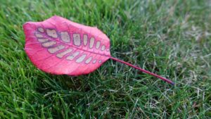 薄毛ウィッグを使って自然に見せるための選び方は？