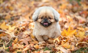 アイアンショットがダフる原因とは何ですか？