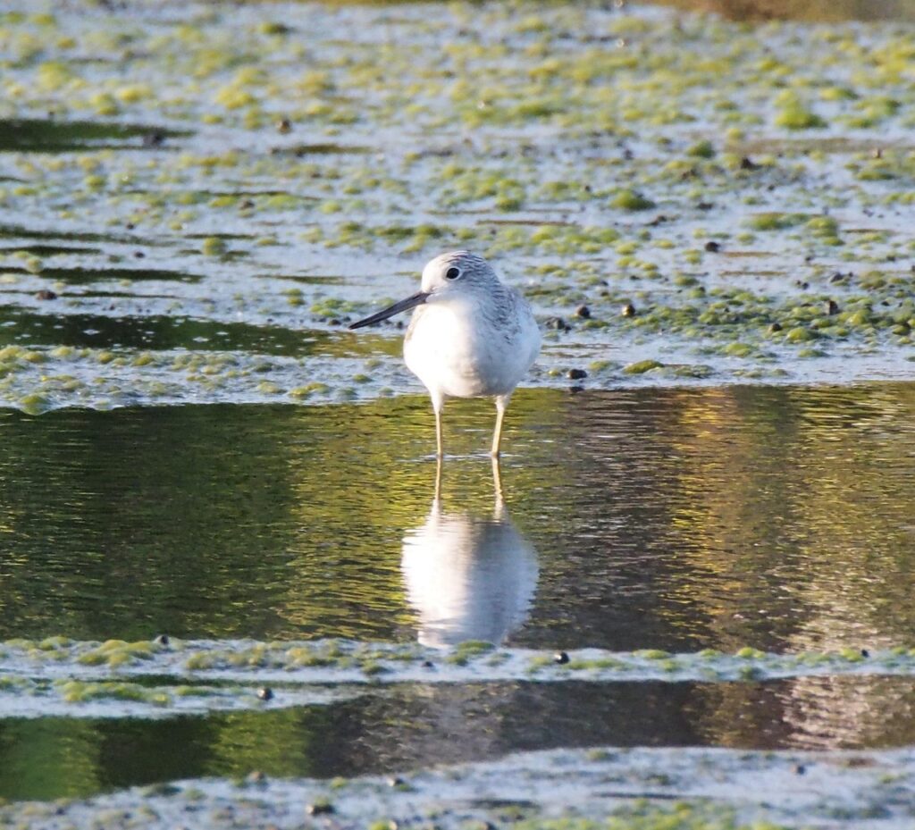 シャンク連発の原因とその対処法は？