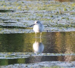 シャンク連発の原因とその対処法は？